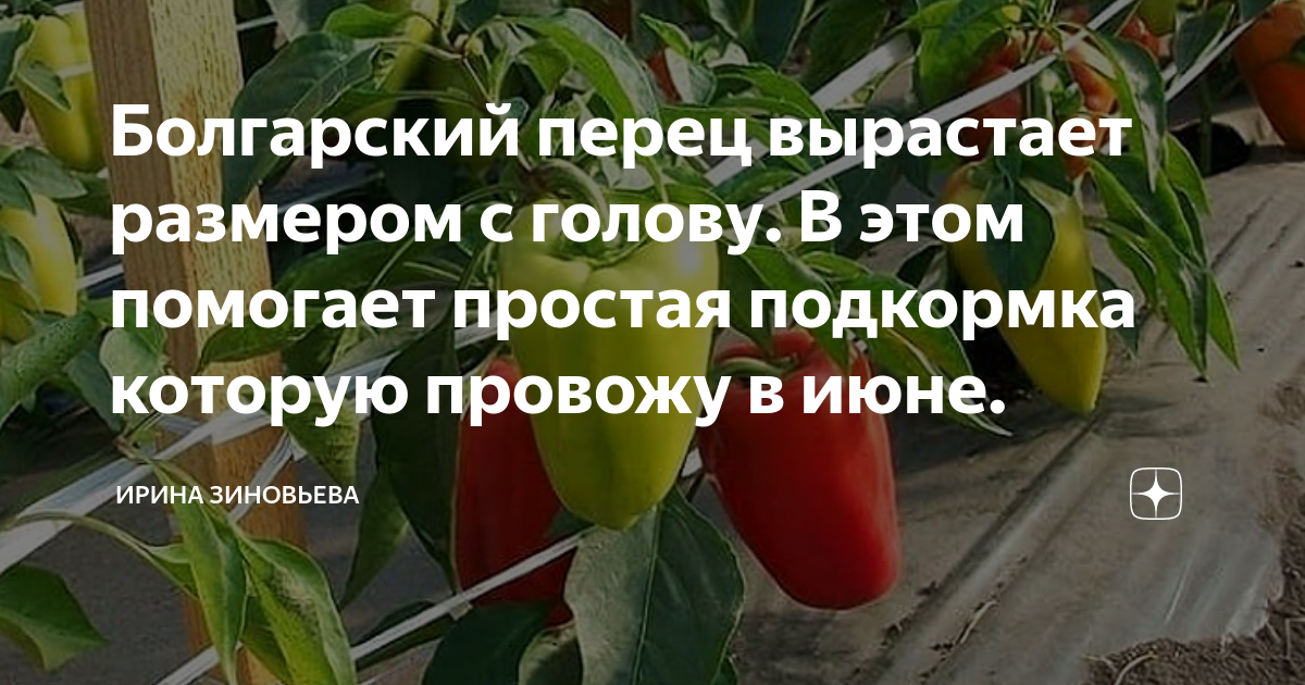 Схема подкормки перца в теплице болгарского