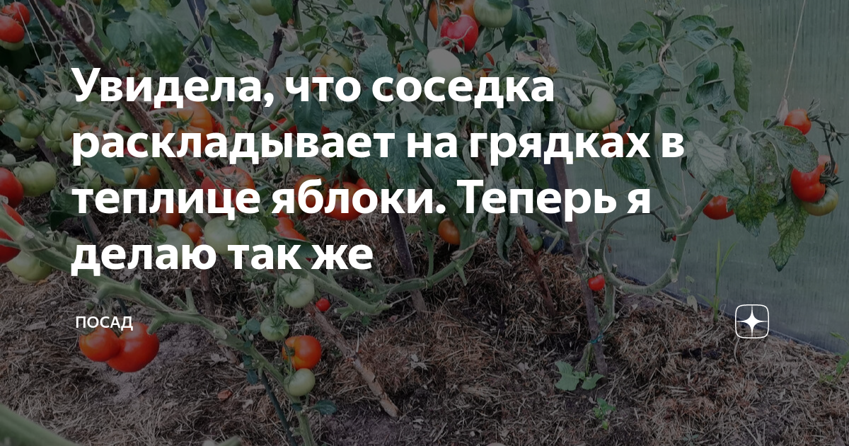 Увидела, что соседка раскладывает на грядках в теплице яблоки. Теперь я ...
