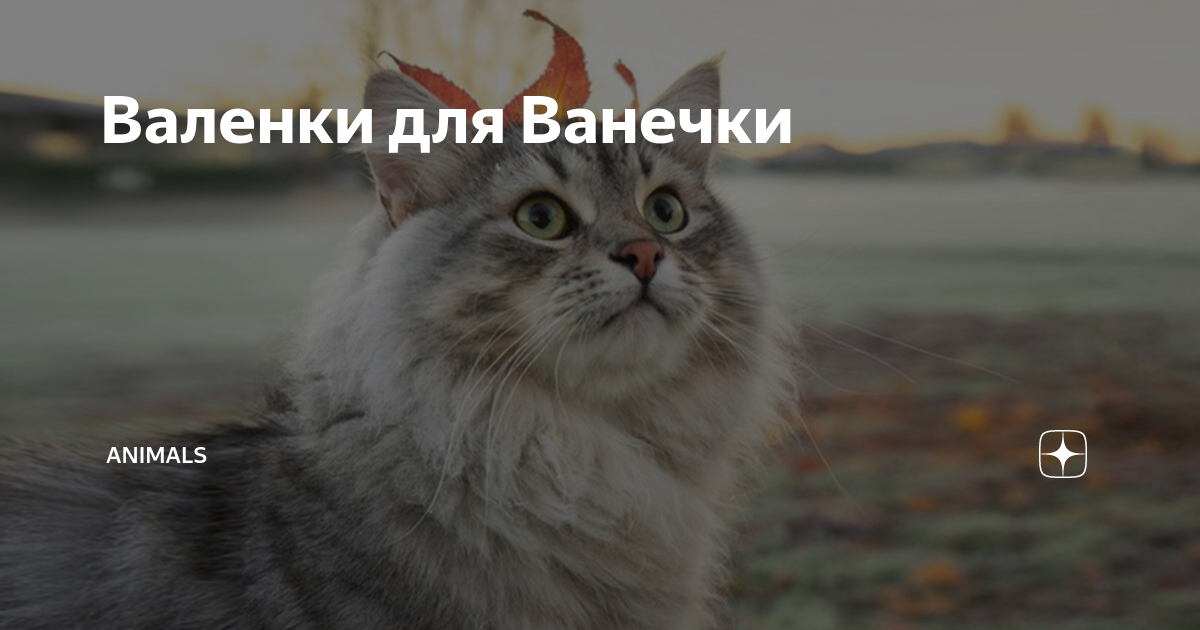 «Валенки к чему снятся во сне? Если видишь во сне Валенки, что значит?»