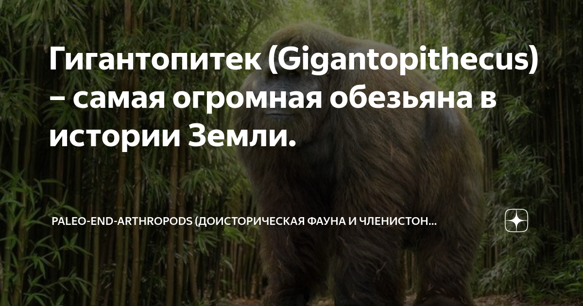 Гигантопитек (Gigantopithecus) – самая огромная обезьяна в истории ...