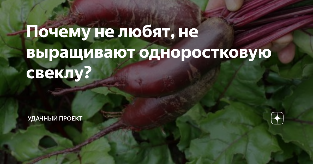 Почему не любят, не выращивают одноростковую свеклу? | уДачный проект ...