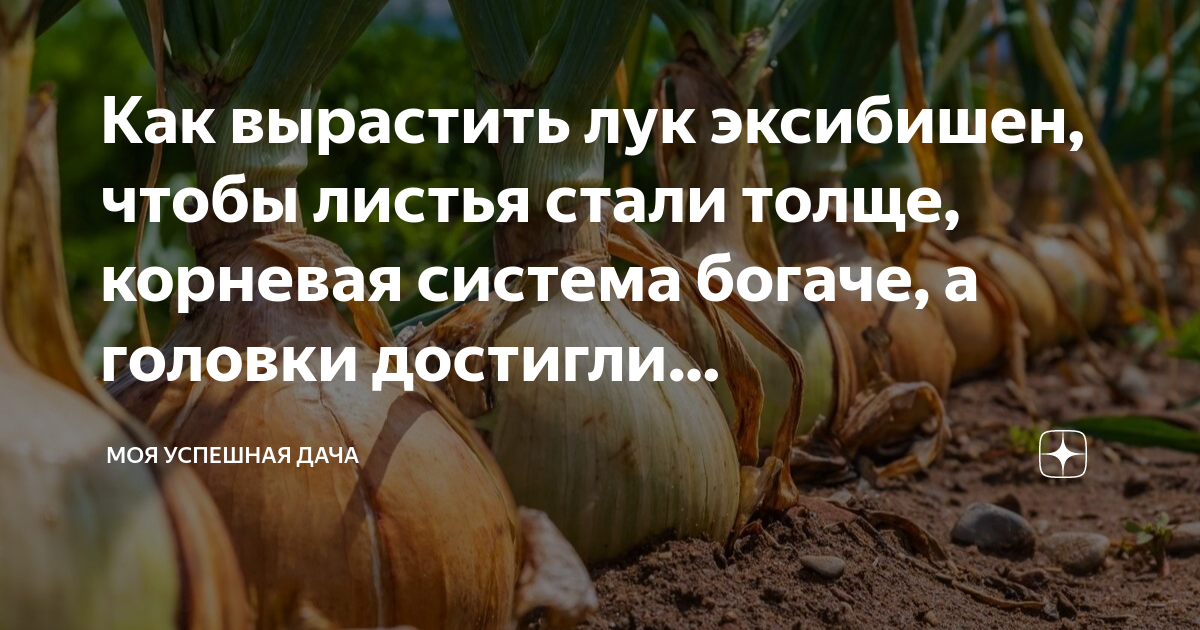 как вырастить лук эксибишен из семян видео