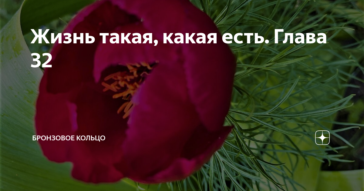 Жизнь такая, какая есть. Глава 32 | Бронзовое кольцо | Дзен