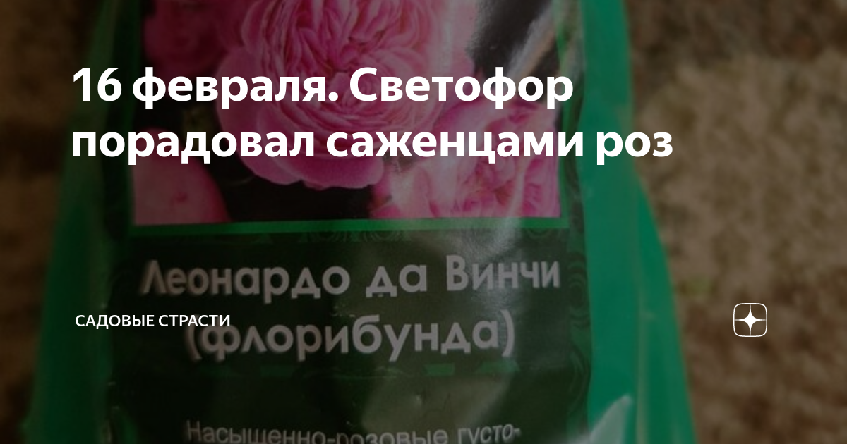 Саженцы в светофоре. Светофор цветы саженцы. Саженцы светофор 2024. Саженцы роз светофор.