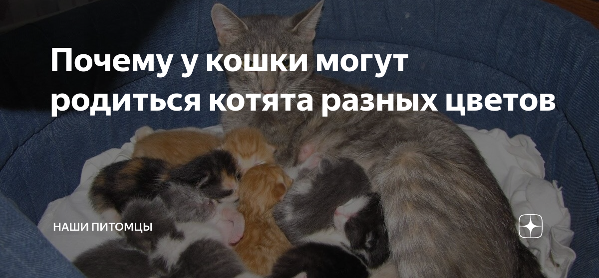 Со скольки кошкам можно рожать