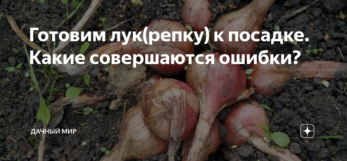 После чего сажать лук на репку. Лук гниет. Гниет лук при хранении. Лук семейный Кудымкарский.
