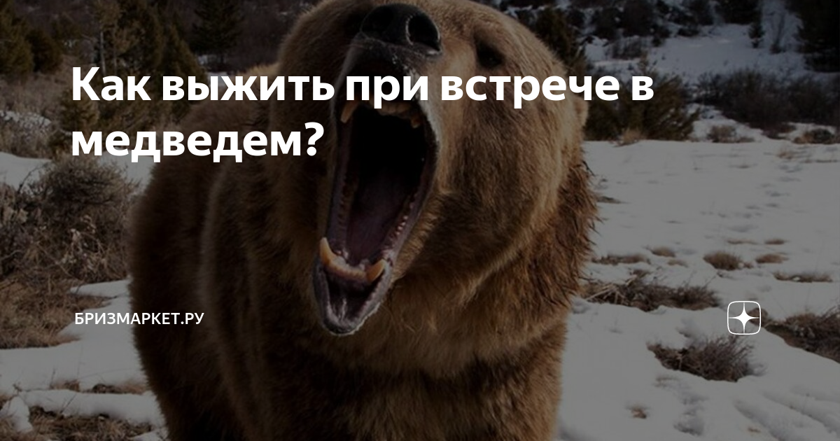 Как выжить при встрече в медведем? | Бризмаркет.ру | Дзен