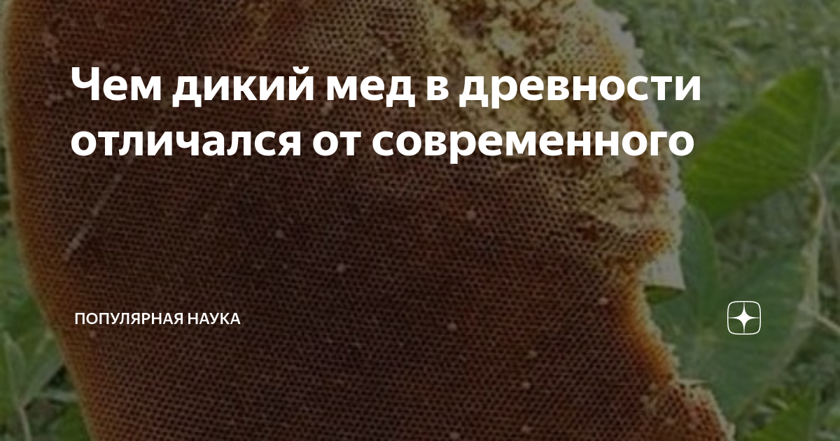 Чем дикий мед в древности отличался от современного | Популярная наука ...