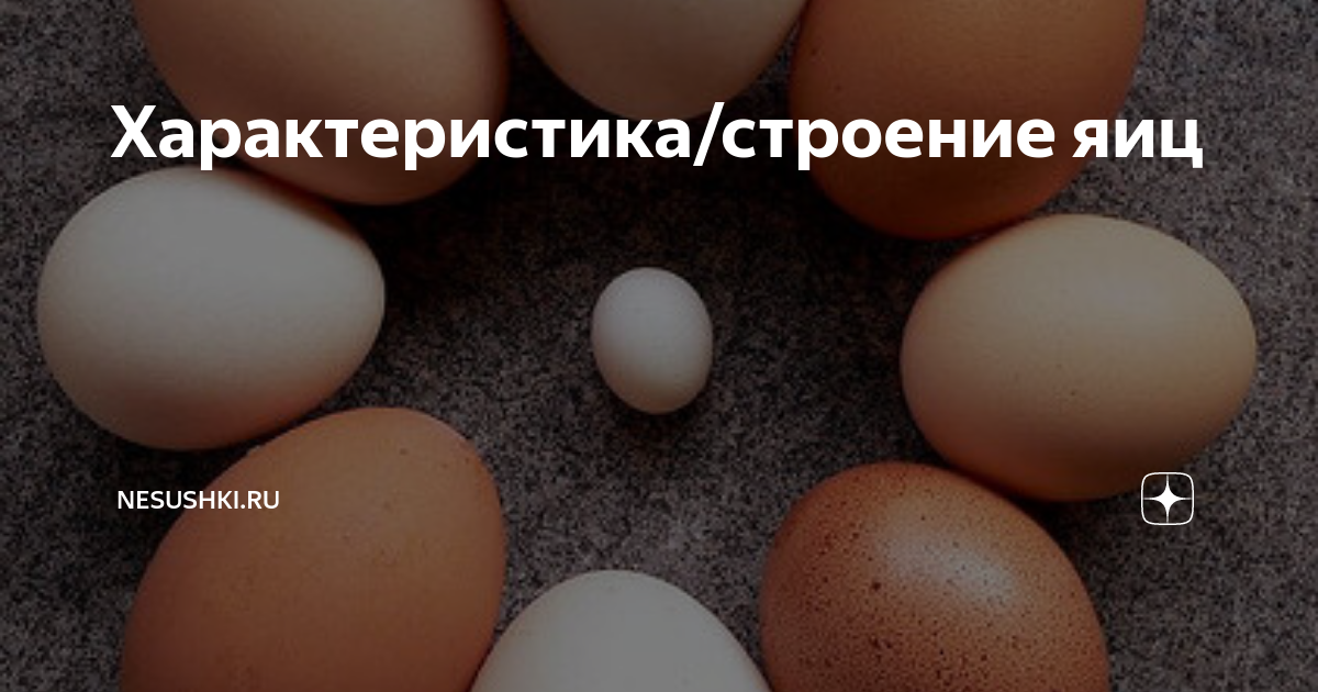 Характеристика/строение яиц | NESUSHKI.RU | Дзен