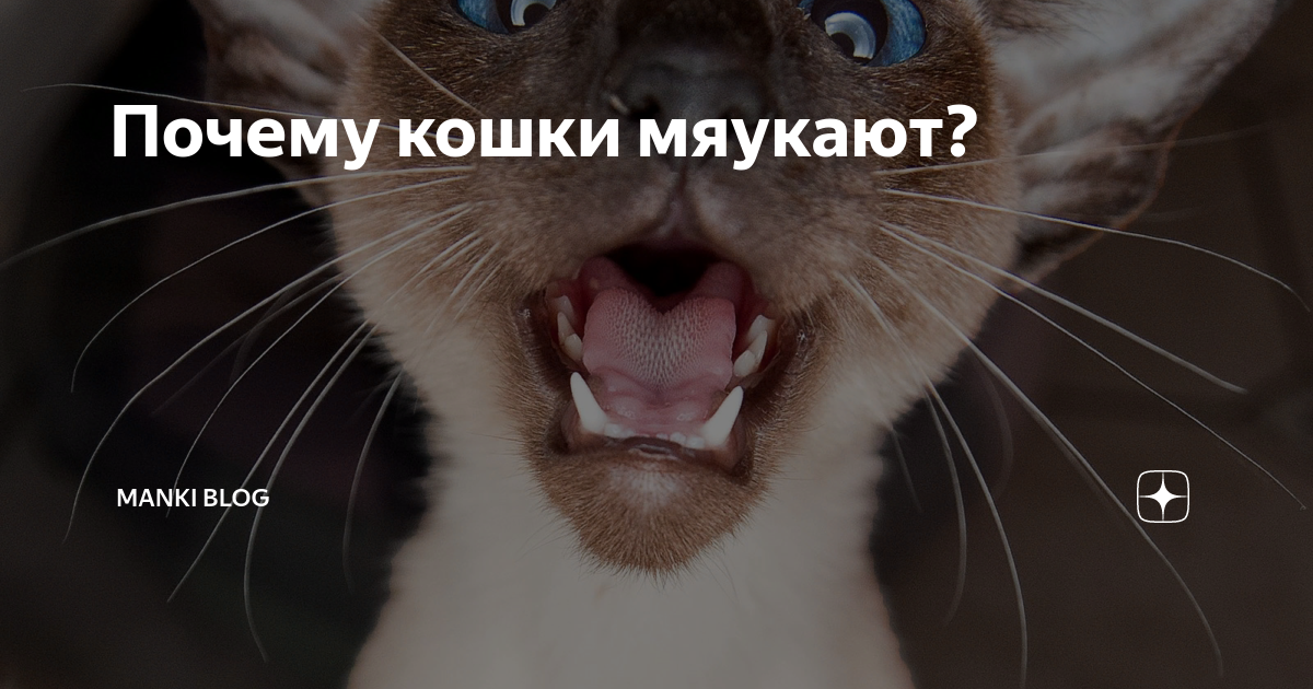 Как отучить мяукать. Почему кошки мяукают. Кот мяукает по ночам. Кот мяукает без причины.