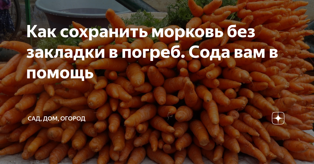 Как сохранить морковь без погреба. Как сохранить морковь без погреба