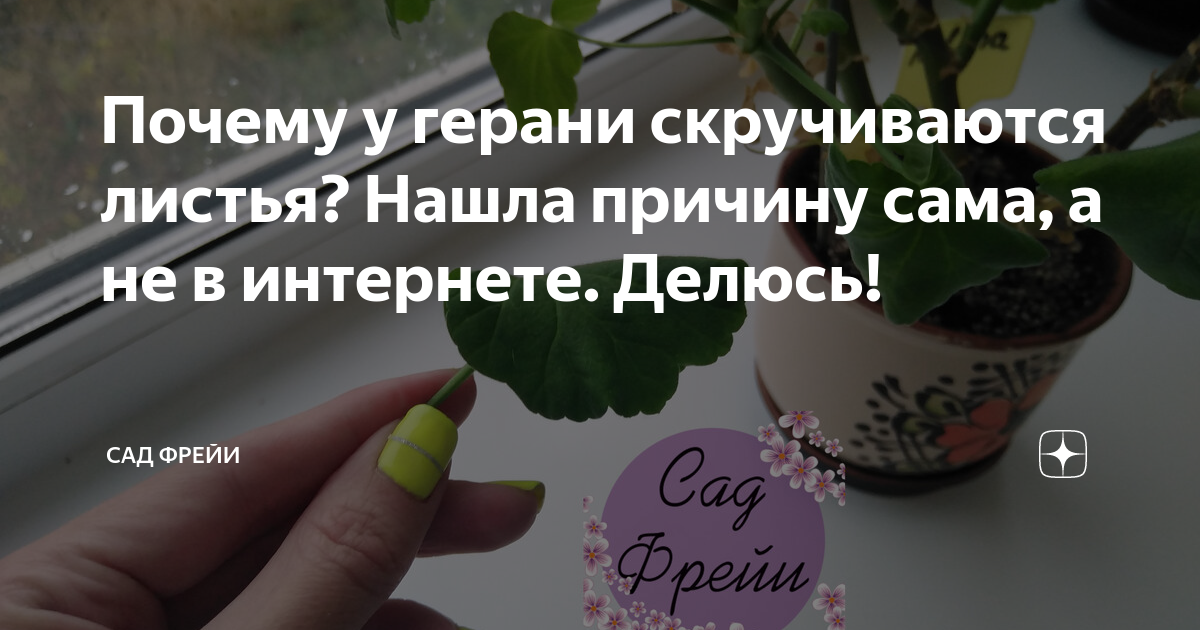 Почему у пеларгонии скручиваются листья?