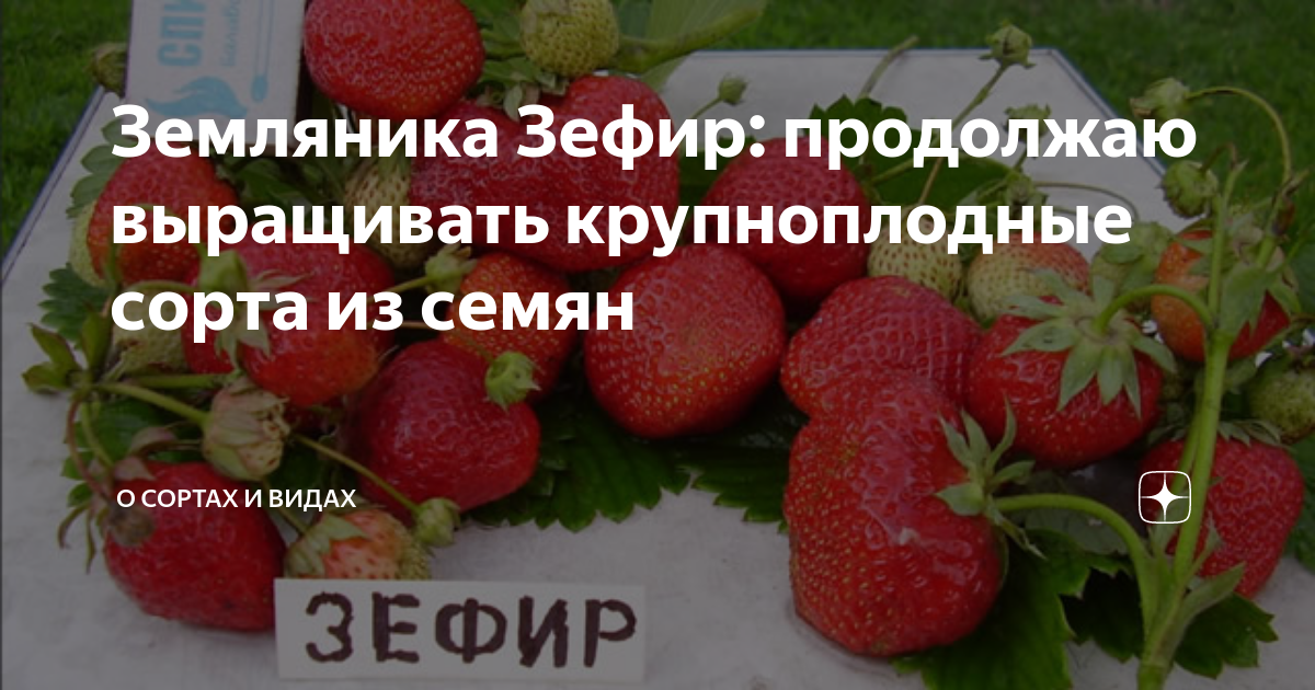 Земляника зефир описание сорта. Земляника крупноплодная зефир. Клубника сорт зефир. Клубника Зефирка. Клубника зефир описание.