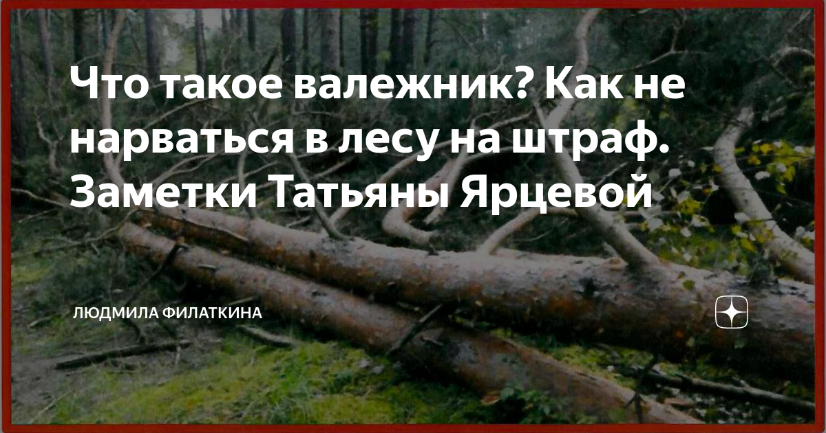 Валежник можно брать. Штраф за валежник. Памятка о сборе валежника. Сбор валежника. Какой валежник можно собирать.