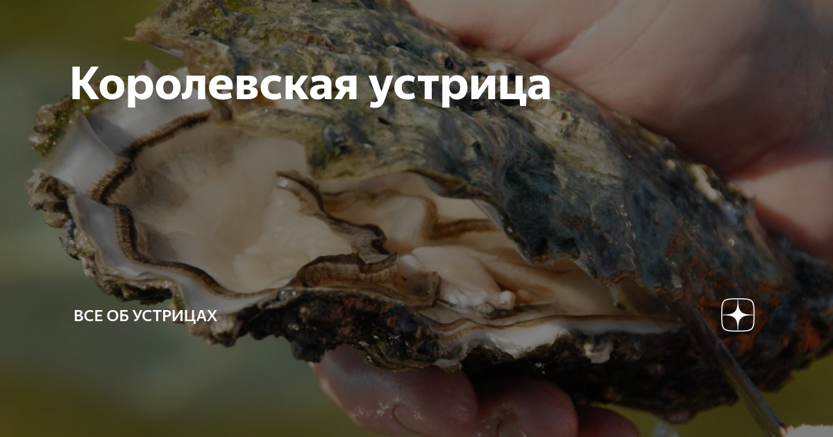 Королевская устрица | Все об устрицах | Дзен