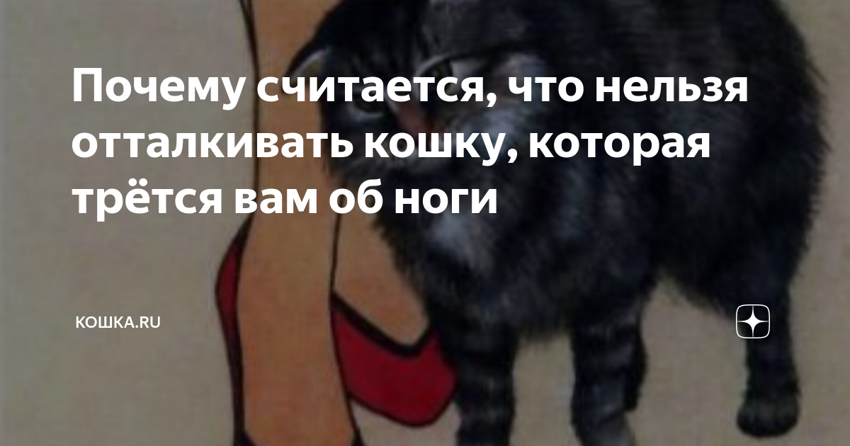 — Я не буду забирать свою кошку, делай с ней что хочешь! — сказал мне муж после развода