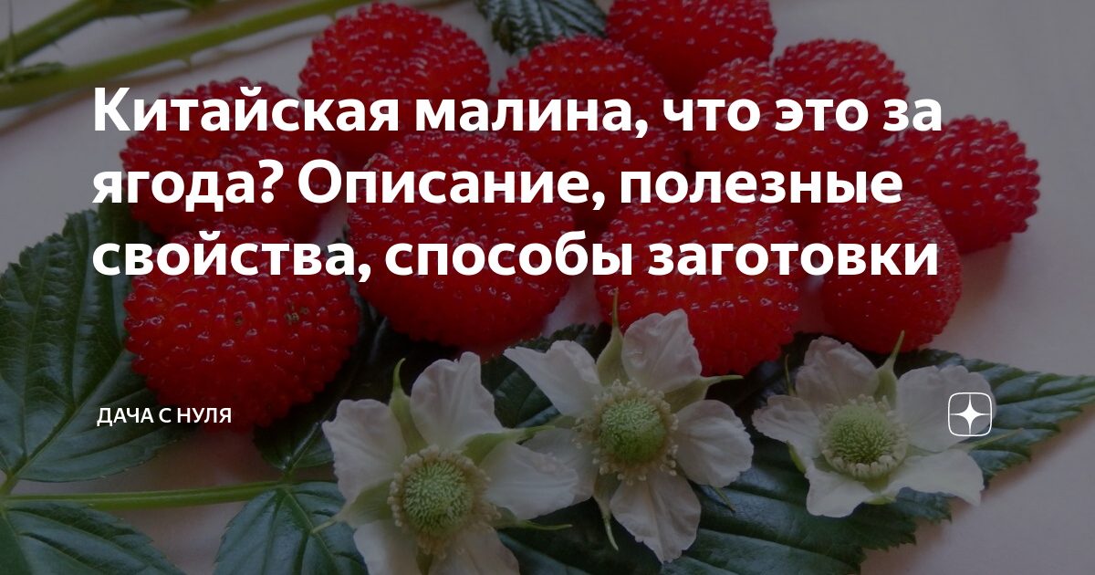 Китайская малина, что это за ягода? Описание, полезные свойства ...