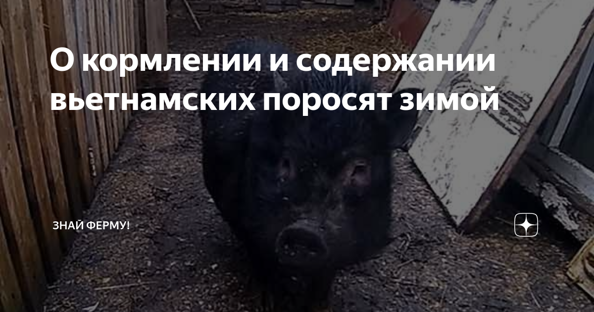 Вьетнамские поросята зимой