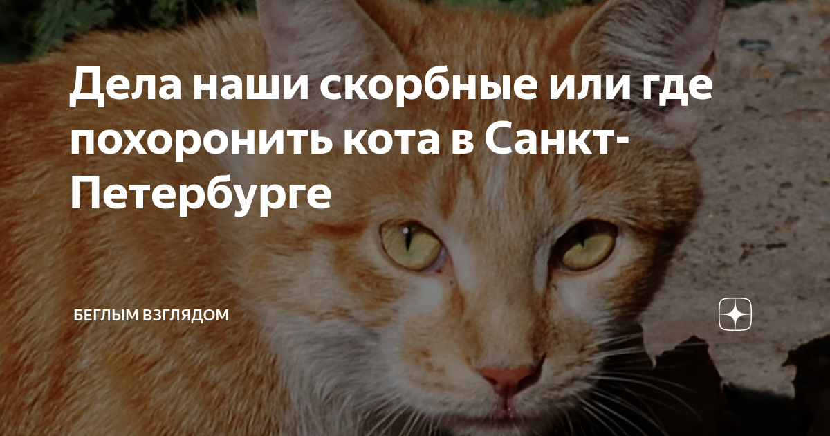 Как правильно похоронить кошку. Кошку закопать песком. дурак хоронит кошку. похороны животных в спб. как похоронить кошку.
