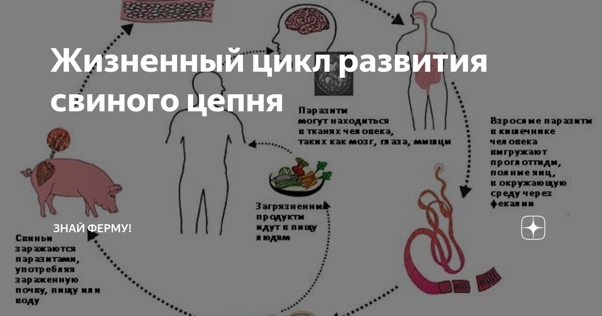 Какая стадия свиного цепня разовьется в человеке. Цикл развития свиного цепня. Жизненный цикл свиного цепня. Свиной Солитер жизненный цикл. Цикл развития свиного развития свиного цепня.