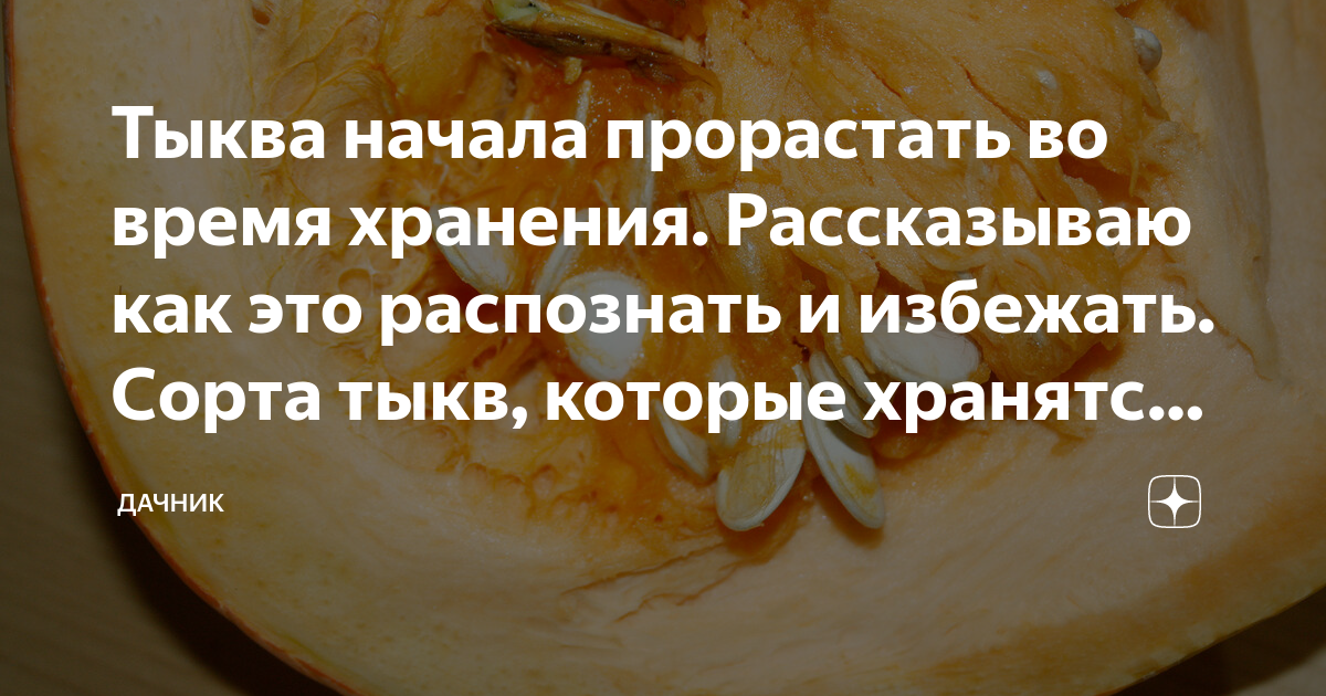 Можно есть проросшую тыкву. Можно есть проросшую тыкву. Проросшая тыква. Плесень на мякоти тыквы. Проросшая тыква.