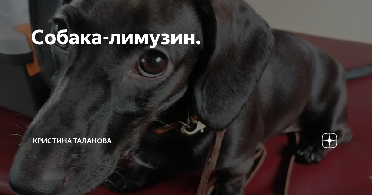 Собака-лимузин. | Кристина Таланова | Дзен