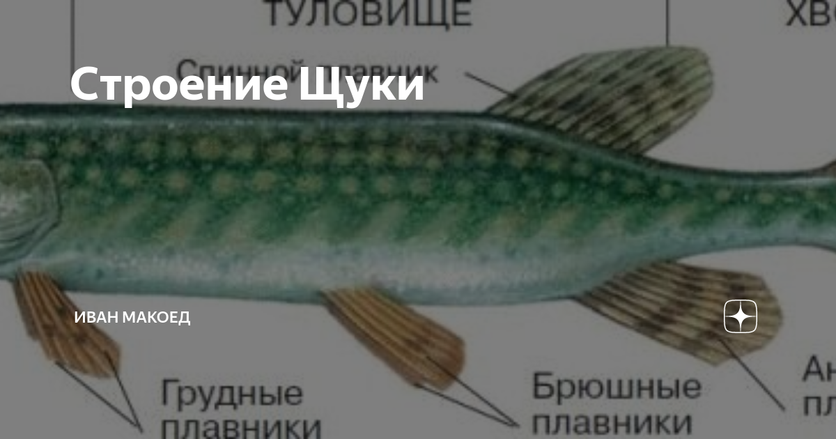 Внешнее строение и скелет рыб. Класс костные рыбы внешнее строение. Щука обыкновенная строение. Строение рыбы 7 класс биология щука. Особенности внешнего строения щуки.