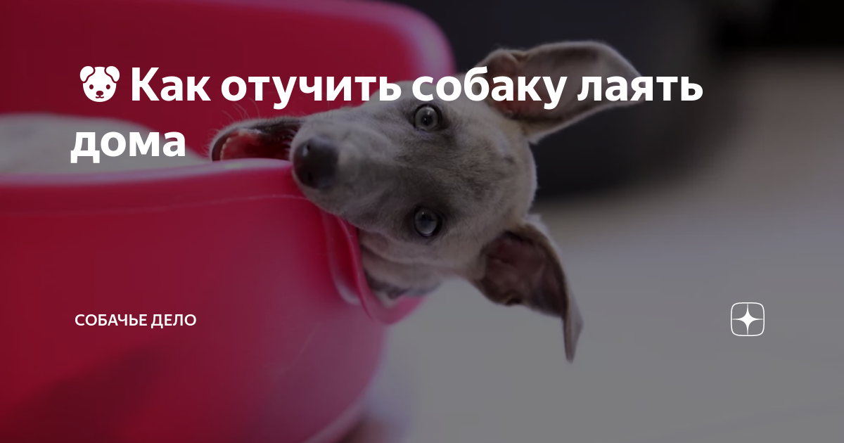 Лай щенка в квартире как отучить. Как отучить собаку лаять. как отучить собаку лаять дома. как отучить собаку лаять на всех подряд на улице. как отучить собаку лаять на всех подряд.