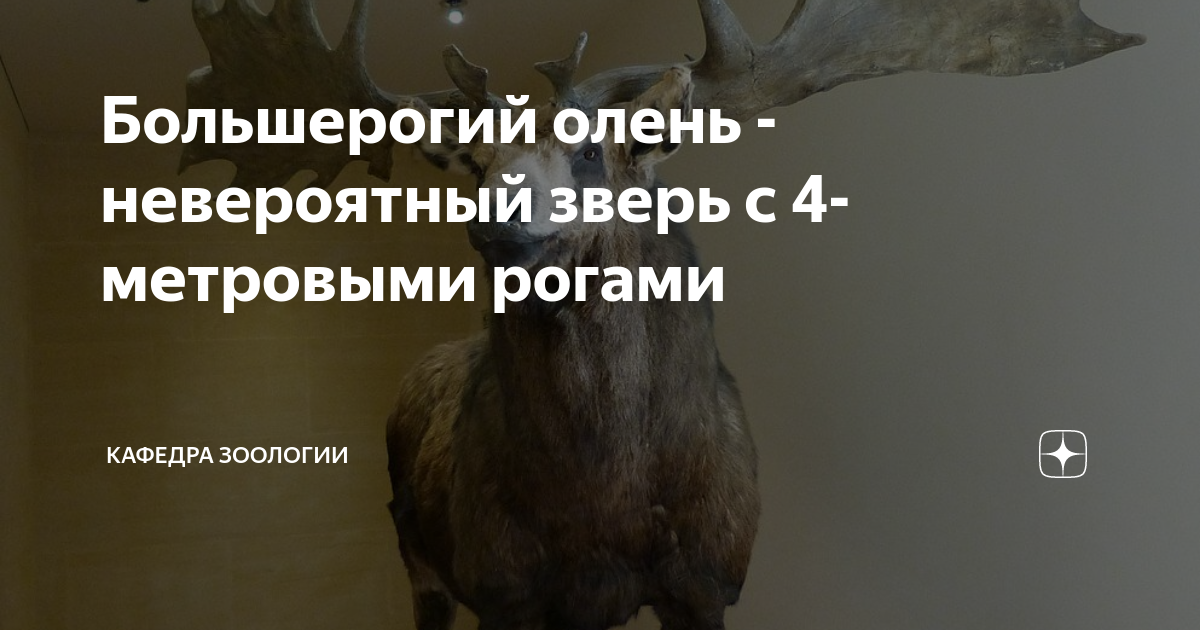 Большерогий олень - невероятный зверь с 4-метровыми рогами | Кафедра ...