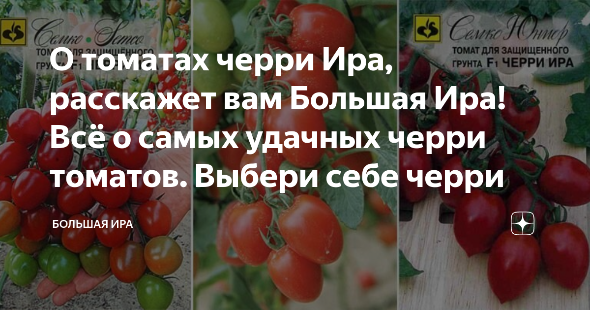 Томат черри Ира f1: описание сорта с фото, отзывы