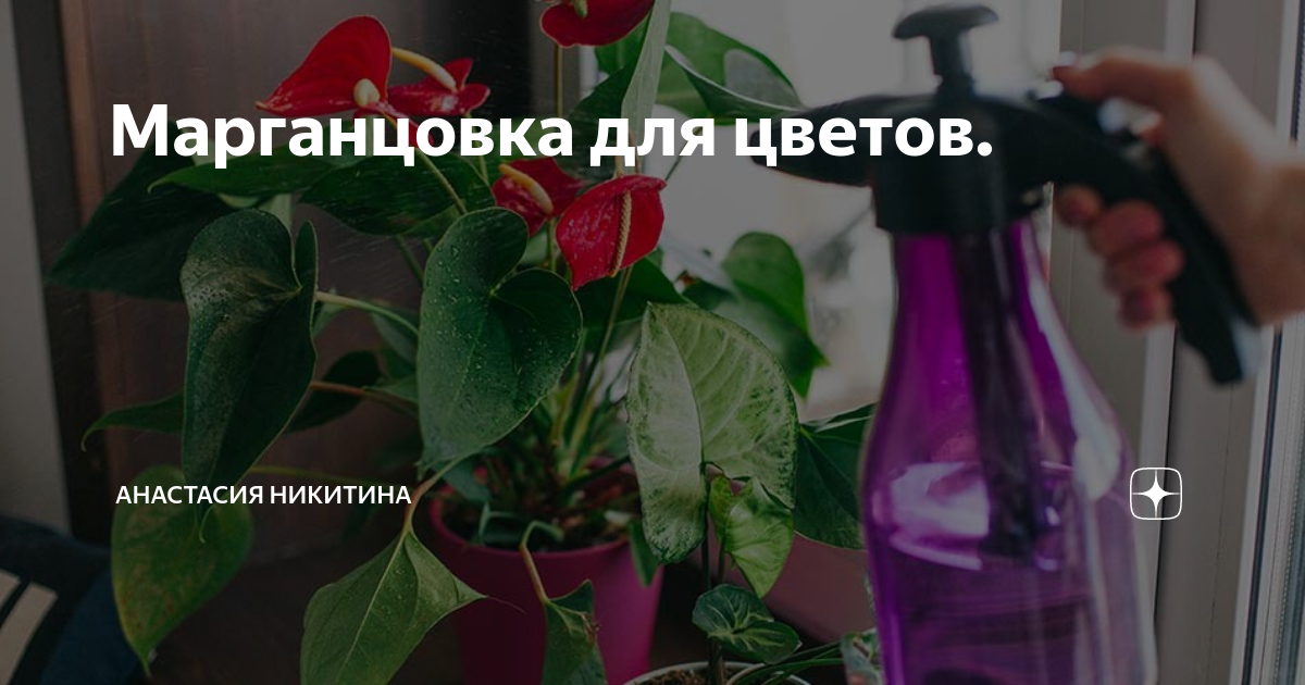 Марганцовка для цветов. | Анастасия Никитина | Дзен