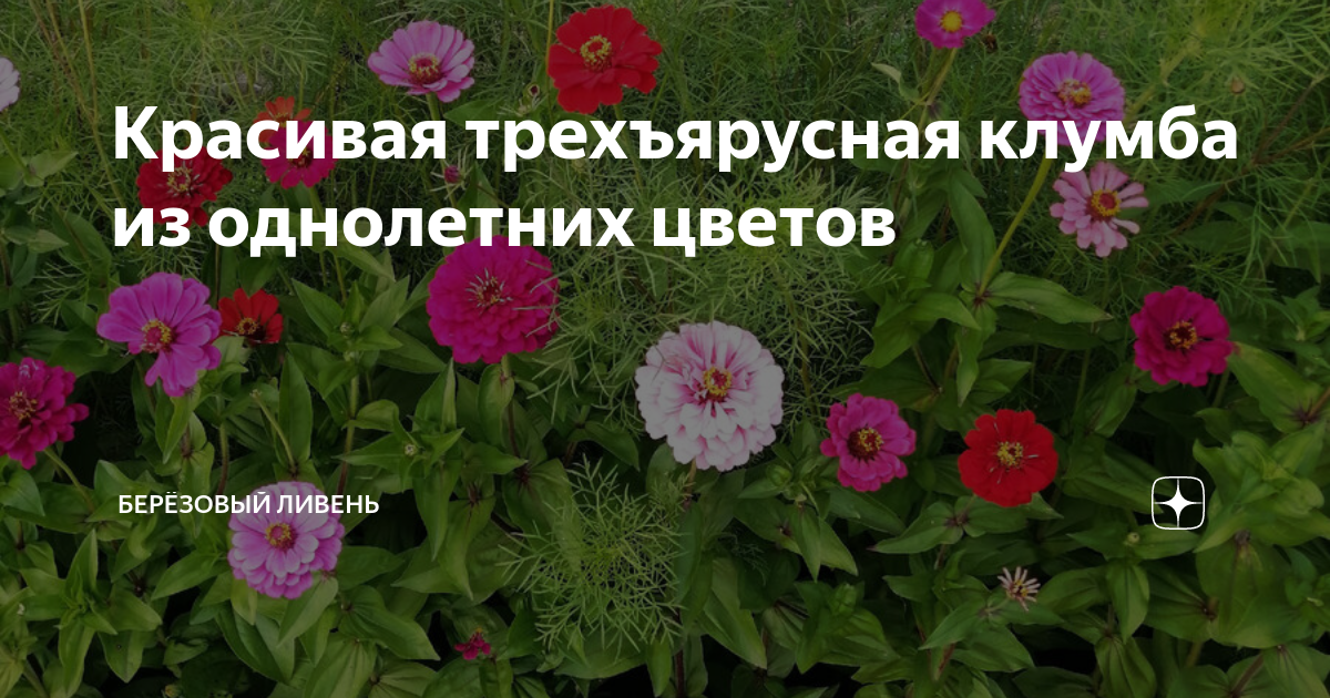 Красивая трехъярусная клумба из однолетних цветов | Берёзовый ливень | Дзен