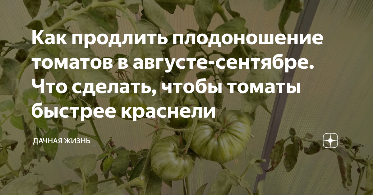 Чем подкормить помидоры чтобы они краснели быстрее. Чем подкормить помидоры чтобы они краснели быстрее