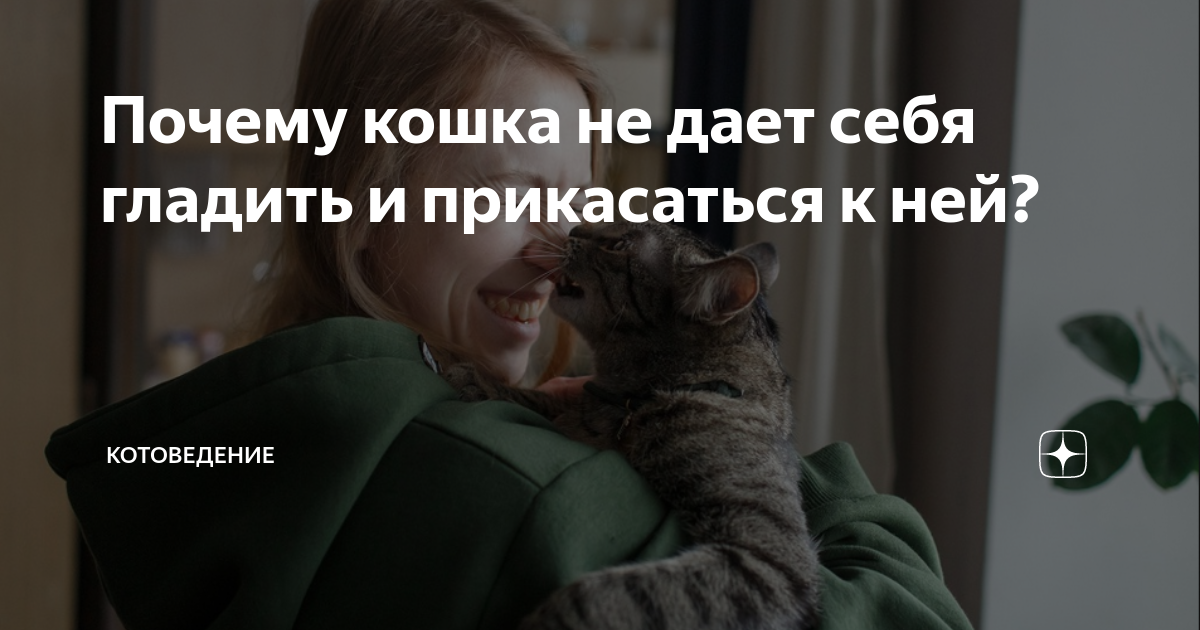 Почему кошка кусается, когда её гладишь? Самые распространенные причины