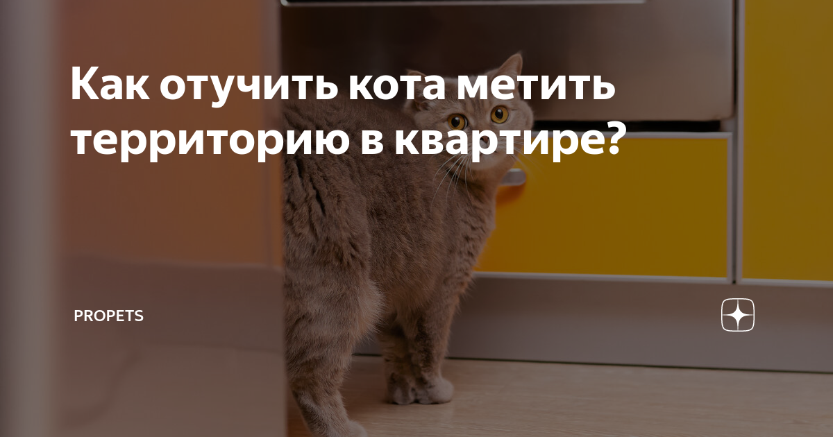 Как отучить кошку и котенка от вредных привычек — FriendForPet