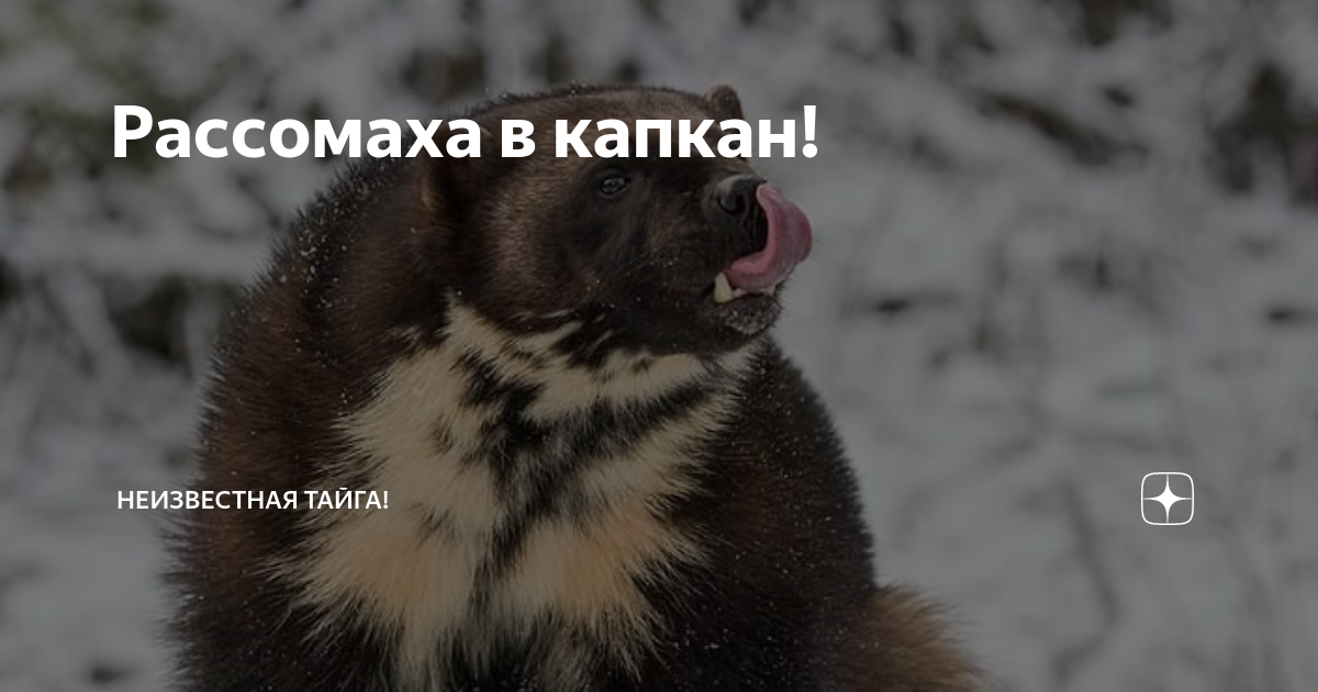 Рассомаха в капкан! | НЕИЗВЕСТНАЯ ТАЙГА! | Дзен