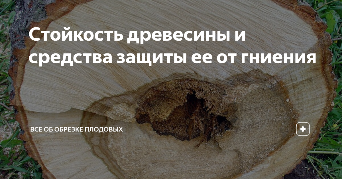 Стойкость древесины и средства защиты ее от гниения | ВСЕ ОБ ОБРЕЗКЕ ...