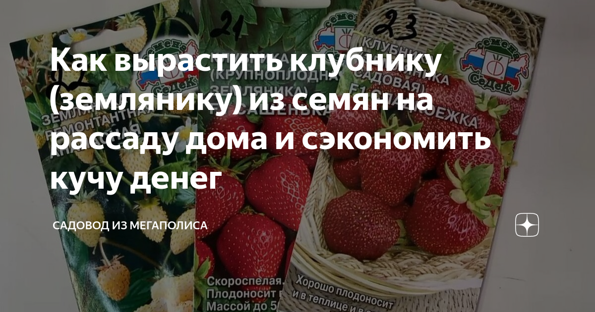 как вырастить клубнику из семян видео