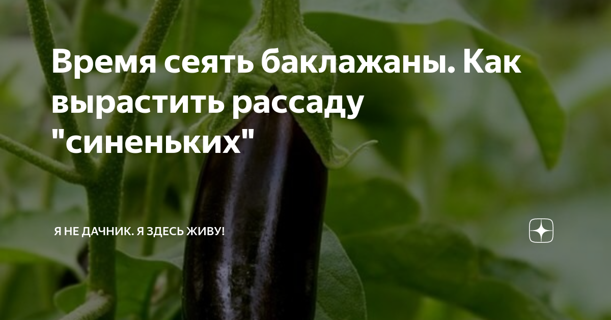 Время сеять баклажаны. Как вырастить рассаду "синеньких" | Я не дачник ...