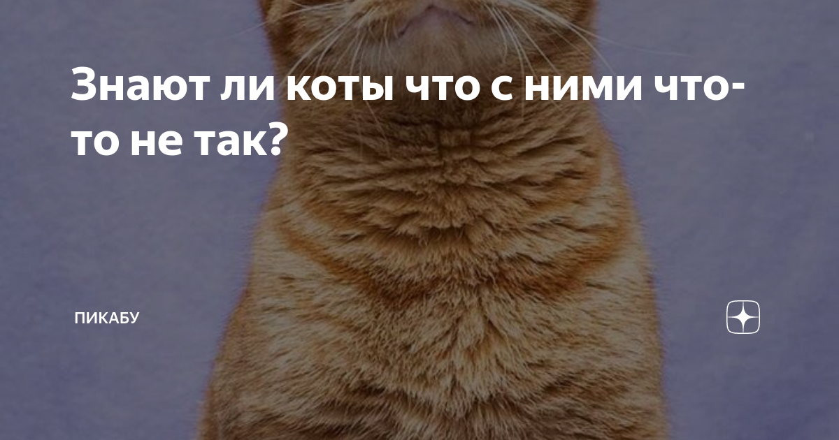 Отпусти непутю. Черный кот черныш умер. Вернется ли кот. Кот выглядывает из окна. Интересные сведения о домашней кошке.