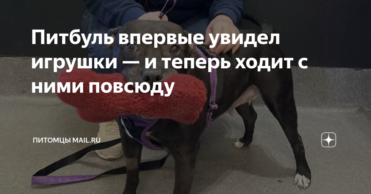 Питбуль впервые увидел игрушки — и теперь ходит с ними повсюду ...