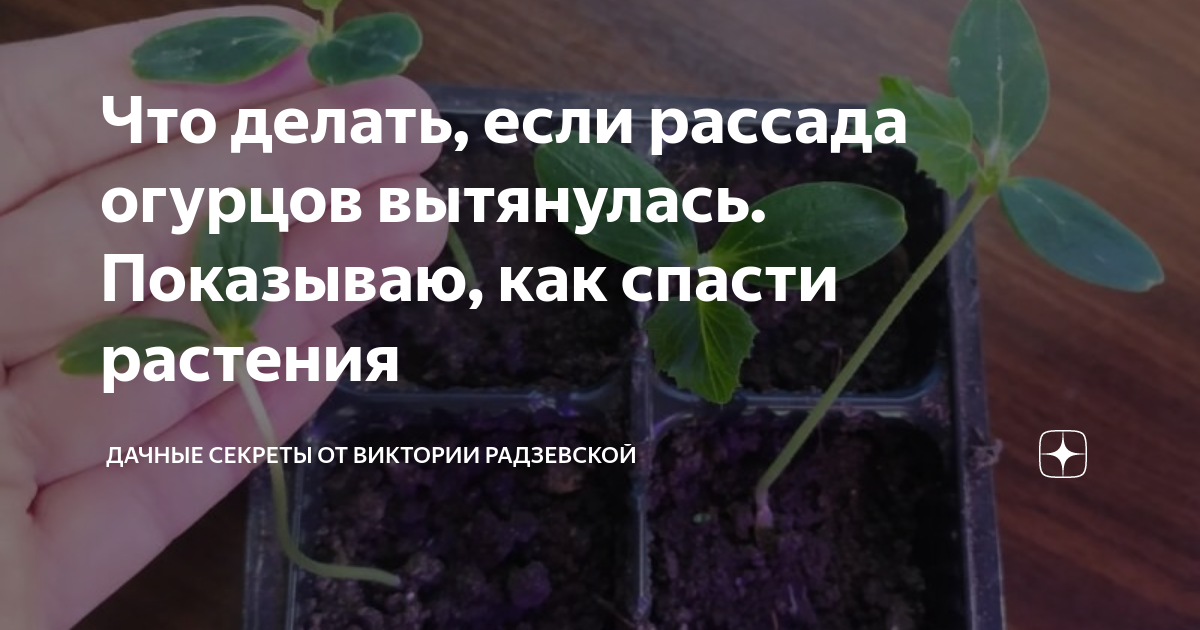 Рассада огурцов вытянулась. Огурцы вытянутые причины. Ростки огурцов вытянулись. Рассада огурцов вытянулась что делать на окне. Огурцы вытянулись в рассаде что делать