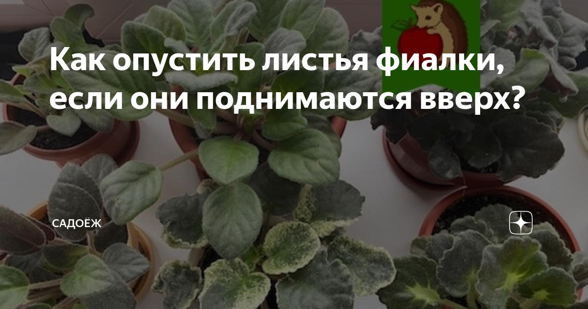 Почему листья поднимаются вверх