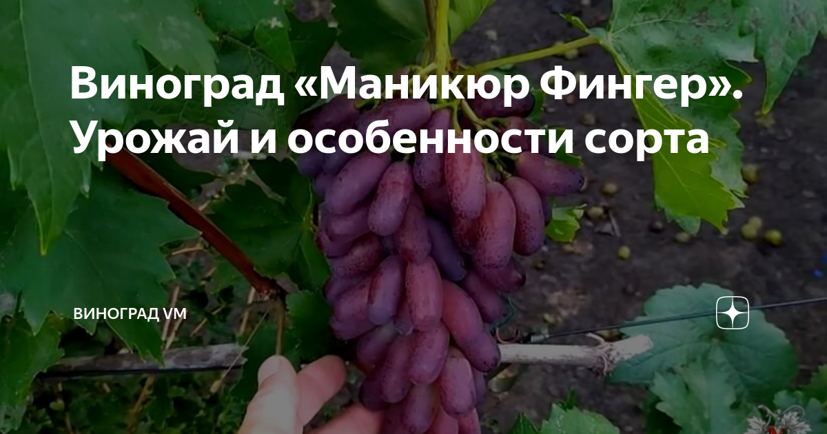 Маникюр фингер — сорт винограда. описание.фото.