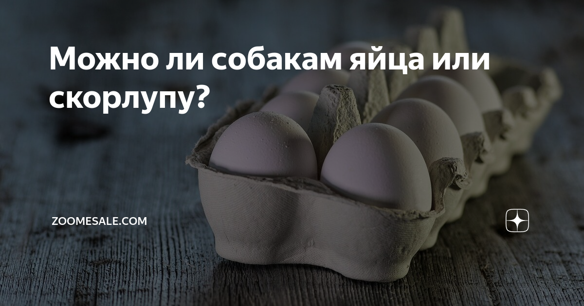 Сырое яйцо собаке. Вареное яйцо щенку. Какое яйцо можно собакам. Можно ли давать собаке сырое яйцо. Можно ли собакам яйца вареные.