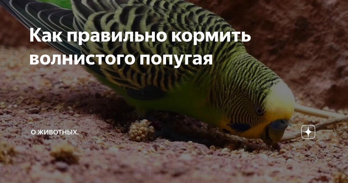 Можно ли давать волнистому попугаю огурец. Можно ли давать волнистому попугаю огурец