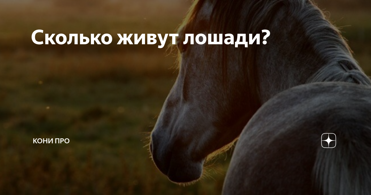 Спой коня. Сколько живут кони. Продолжительность жизни лошади. Сколько лет живут лошади. Жила была лошадка.