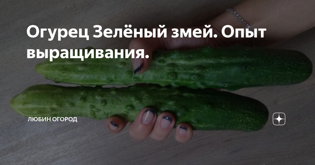 Огурец Зелёный змей. Опыт выращивания. | Любин огород | Дзен