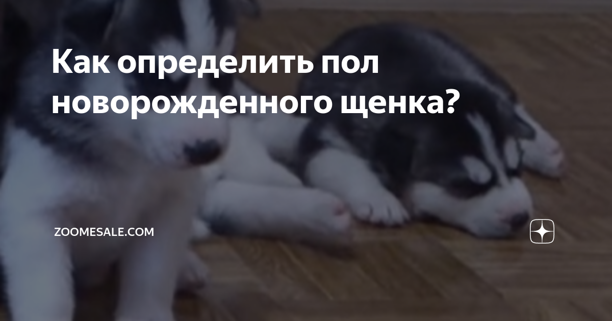 Как определить пол щенка?