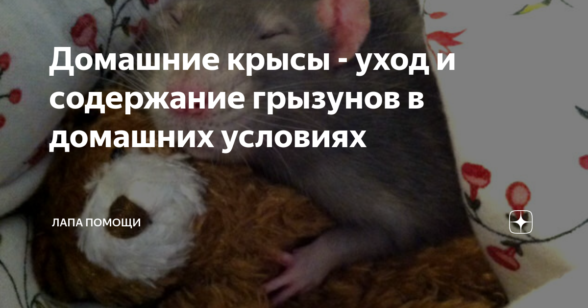 Уход и содержание декоративных крыс 🐀